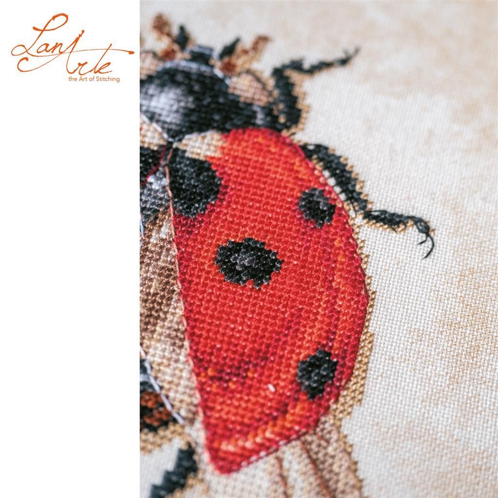 Lanarte Coccinella septempunctata Lanarte Coccinella septempunctata