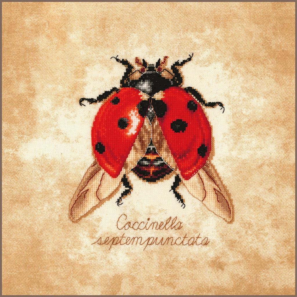 Lanarte Coccinella septempunctata